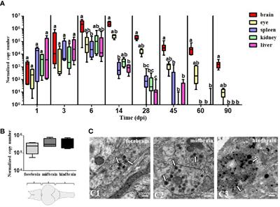 Tilapia Lake Virus-Induced Neuroinflammation in Zebrafish: Microglia Activation and Sickness Behavior